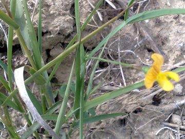 Lathyrus  di pianura e di montagna - L. annuus e L. cicera